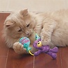 Kong Kong cat occasions birthday teddy Kong Kong cat occasions birthday teddy
