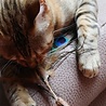 Croci Croci euphoria kattenhengel matatabi pauwenveer Croci Croci euphoria kattenhengel matatabi pauwenveer