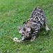 Croci Croci euphoria kattenhengel matatabi bal met veren Croci Croci euphoria kattenhengel matatabi bal met veren