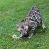Croci Croci euphoria kattenhengel matatabi bal met veren Croci Croci euphoria kattenhengel matatabi bal met veren