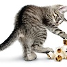 Kong Kong cat softies fuzzy bunny assorti Kong Kong cat softies fuzzy bunny assorti