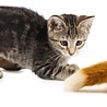 Frolicat Frolicat fox den Frolicat Frolicat fox den