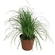 Merkloos Cyper alt zum kitty grass kattengras Merkloos Cyper alt zum kitty grass kattengras