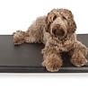 Bia bed Bia bed matras ligbed zwart Bia bed Bia bed matras ligbed zwart