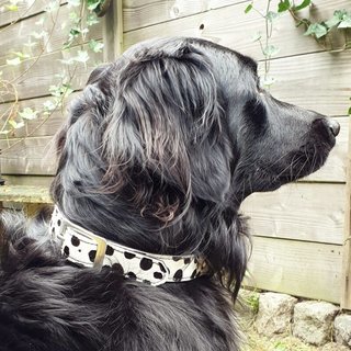 Halsband hond