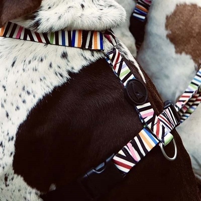 Morso Morso hondentuig y-tuig gerecycled spaghetti incident