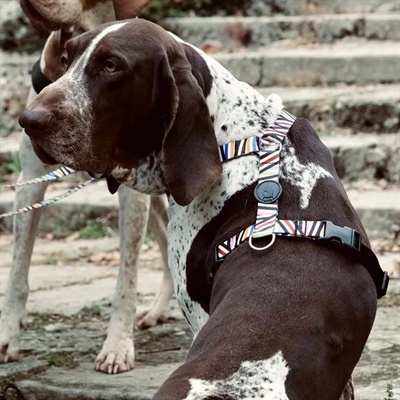 Morso Morso hondentuig y-tuig gerecycled spaghetti incident