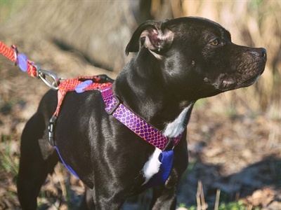 Morso Morso hondentuig y-tuig gerecycled urban lizard rood