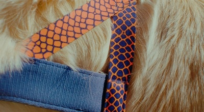 Morso Morso norwegian hondentuig gerecycled urban lizard rood Morso Morso norwegian hondentuig gerecycled urban lizard rood