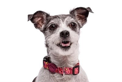 Morso Halsband hond | Gerecycled | Roze | Morso