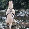 Morso Morso hondentuig y-tuig gerecycled full metal dog bruin Morso Morso hondentuig y-tuig gerecycled full metal dog bruin