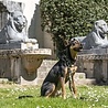 Morso Halsband hond | Gerecycled | Bruin | Morso Morso Halsband hond | Gerecycled | Bruin | Morso