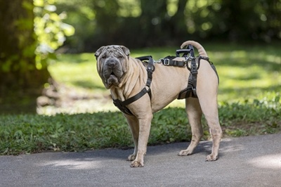 Petsafe Petsafe carelift voor en achter Petsafe Petsafe carelift voor en achter