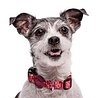 Morso Halsband hond | Gerecycled | Bruin | Morso Morso Halsband hond | Gerecycled | Bruin | Morso