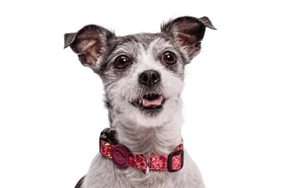 Morso Halsband hond | Gerecycled | Bruin | Morso Morso Halsband hond | Gerecycled | Bruin | Morso