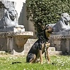 Morso Halsband hond | Gerecycled | Roze | Morso Morso Halsband hond | Gerecycled | Roze | Morso