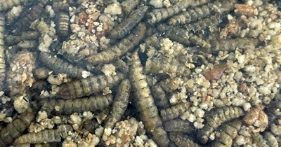 Utopia Utopia roodborst / merel / winterkoning mix