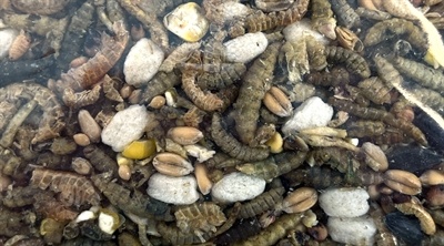 Utopia Utopia strooivoer met insecten Utopia Utopia strooivoer met insecten