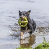 Trixie Trixie aqua toy trekspeeltje tpr lime Trixie Trixie aqua toy trekspeeltje tpr lime