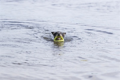 Trixie Trixie aqua toy trekspeeltje tpr lime Trixie Trixie aqua toy trekspeeltje tpr lime