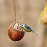 Best for birds Best for birds kokosnoot gevuld met vet Best for birds Best for birds kokosnoot gevuld met vet