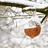 Best for birds Best for birds kokosnoot gevuld met vet Best for birds Best for birds kokosnoot gevuld met vet