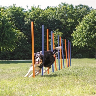 Trixie Trixie dog activity agility slalom stokken blauw / oranje Trixie Trixie dog activity agility slalom stokken blauw / oranje