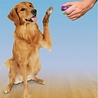 Clik-r Petsafe clicker voor training Clik-r Petsafe clicker voor training