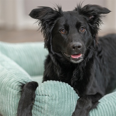 Trixie Trixie hondenmand jonna vital ribstof saliegroen Trixie Trixie hondenmand jonna vital ribstof saliegroen