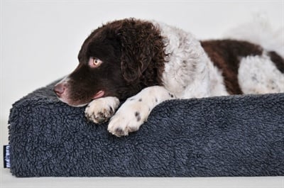 Bia Bia bed fleece hoes hondenmand grijs
