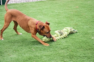 Happy pet Happy pet king size tug flostouw Happy pet Happy pet king size tug flostouw