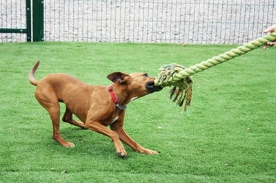 Happy pet Happy pet king size tug flostouw Happy pet Happy pet king size tug flostouw