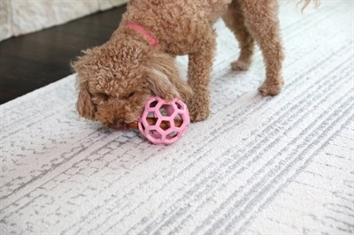 Jw Jw hol-ee roller trend-ee roze Jw Jw hol-ee roller trend-ee roze