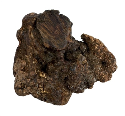 Dog woodzzz Dog woodzzz kauwwortel met olijfolie