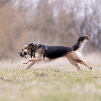 Trixie Trixie snackdummy kunstvacht Trixie Trixie snackdummy kunstvacht