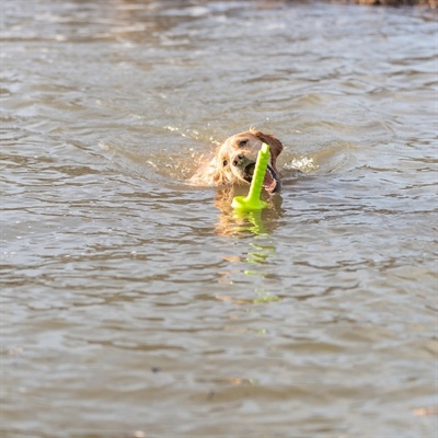 Trixie Trixie dog activity mot-aqua apporteer dobber limegroen Trixie Trixie dog activity mot-aqua apporteer dobber limegroen