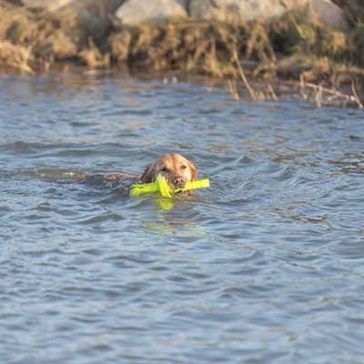Trixie Trixie dog activity mot-aqua apporteer dobber limegroen Trixie Trixie dog activity mot-aqua apporteer dobber limegroen