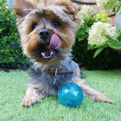 Biosafe Biosafe puppy snack bal blauw Biosafe Biosafe puppy snack bal blauw