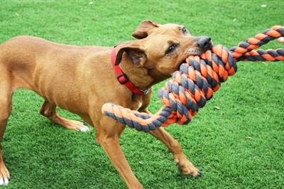 Happy pet Happy pet nuts for knots extreme spoel 8 vorm tugger grijs / oranje Happy pet Happy pet nuts for knots extreme spoel 8 vorm tugger grijs / oranje