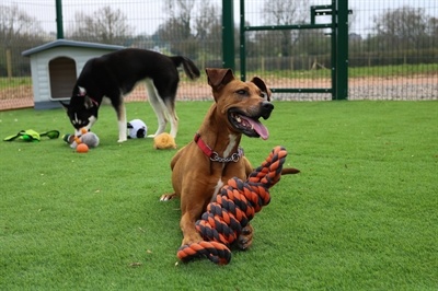Happy pet Happy pet nuts for knots extreme spoel 8 vorm tugger grijs / oranje Happy pet Happy pet nuts for knots extreme spoel 8 vorm tugger grijs / oranje