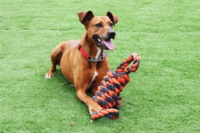 Happy pet Happy pet nuts for knots extreme spoel 8 vorm tugger grijs / oranje Happy pet Happy pet nuts for knots extreme spoel 8 vorm tugger grijs / oranje