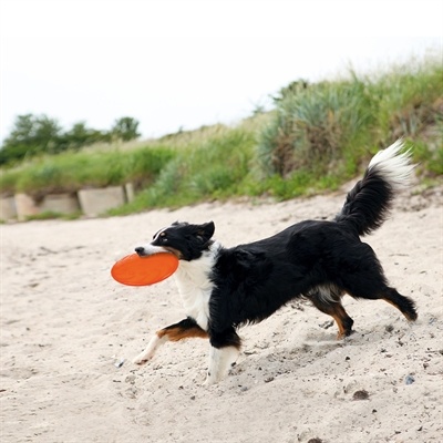 Trixie Rubber frisbee dog 0 soar assorti Trixie Rubber frisbee dog 0 soar assorti