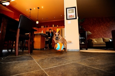 Chuckit Chuckit indoor ball Chuckit Chuckit indoor ball