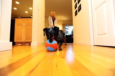 Chuckit Chuckit indoor ball Chuckit Chuckit indoor ball