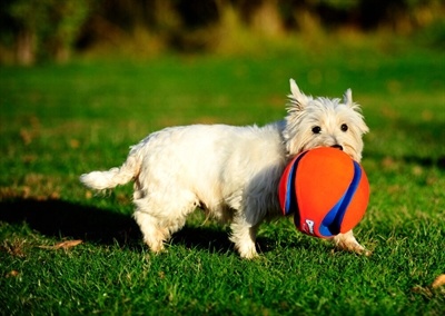 Chuckit Chuckit kick fetch