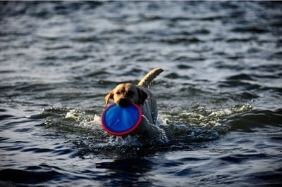 Chuckit Chuckit paraflight Chuckit Chuckit paraflight