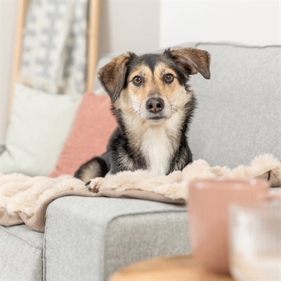 Trixie Trixie hondendeken elli zand