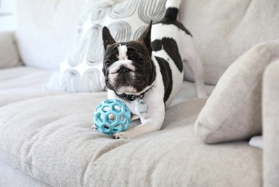 Jw Jw hol-ee roller trend-ee blauw Jw Jw hol-ee roller trend-ee blauw