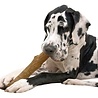 Petstages Petstages dogwood durable stick Petstages Petstages dogwood durable stick