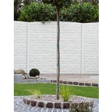 Beton schutting Romania